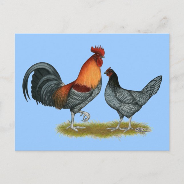 Delaware Blue Hen Vykort (Framsida)