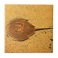 Delaware hästskokrabba