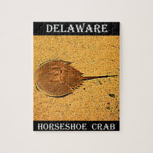 Delaware hästskokrabba pussel