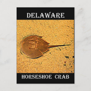 Delaware Horseshoe Crab Vykort