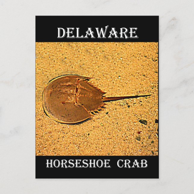 Delaware Horseshoe Crab Vykort (Framsida)