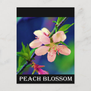 Delaware Peach-Blommar Vykort