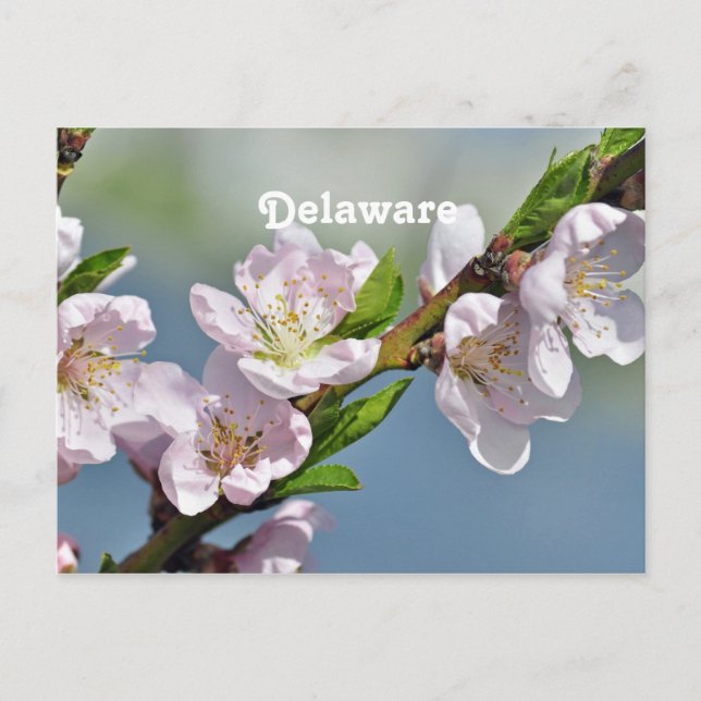 Delaware Vykort (Framsida)