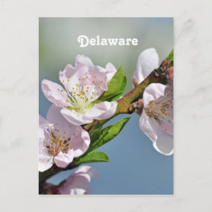 Delaware Vykort