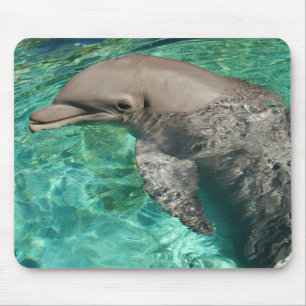 Delfin 2 musmatta