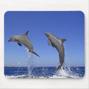Delfin 2 musmatta