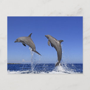 Delfin 2 vykort