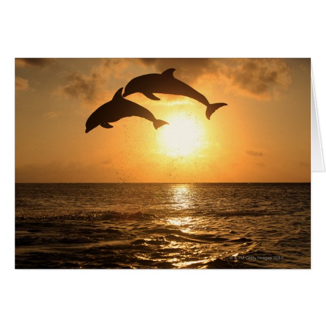 Delfin 3 hälsningskort (Framsidan Horizontal)