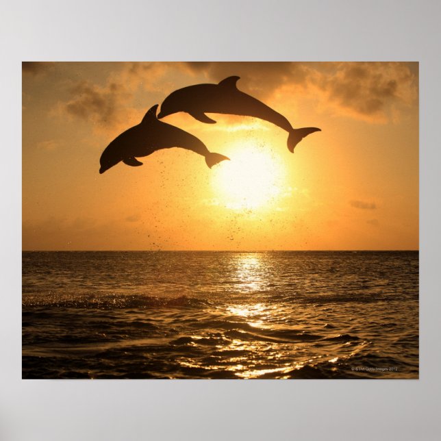 Delfin 3 poster (Framsidan)