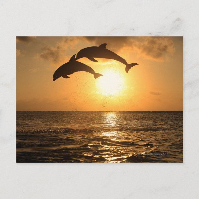 Delfin 3 vykort (Framsida)