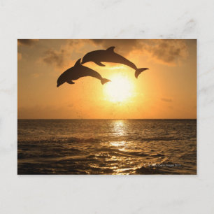 Delfin 3 vykort
