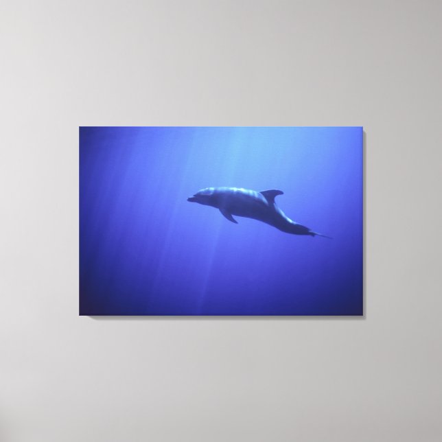 Delfin Canvastryck (Framsida)