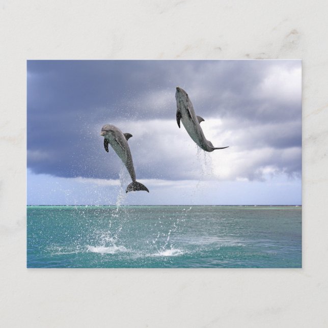 Delfin,Delfin,Grosser Tuemmler,Tursiops 2 Vykort (Framsida)