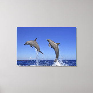 Delfin,Delfin,Grosser Tuemmler,Tursiops 3 Canvastryck