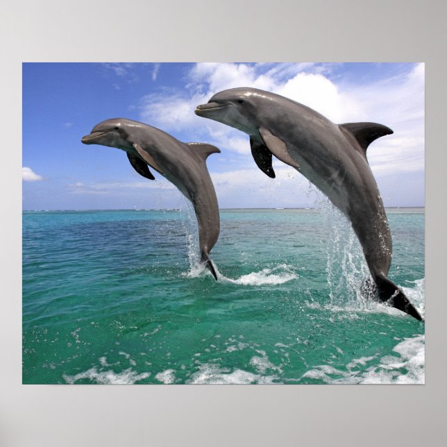 Delfin,Delfin,Grosser Tuemmler,Tursiops 4 Poster (Framsidan)