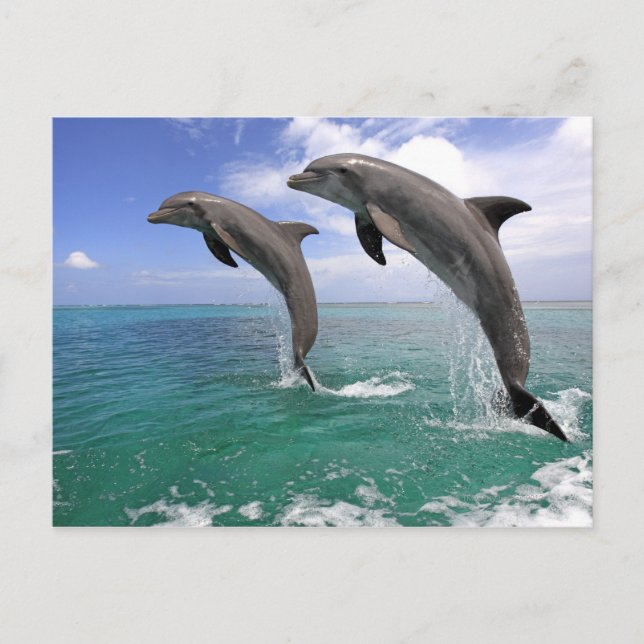 Delfin,Delfin,Grosser Tuemmler,Tursiops 4 Vykort (Framsida)