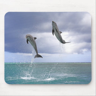 Delfin Delphin, mer grosser Tuemmler, Tursiops 2 Musmatta