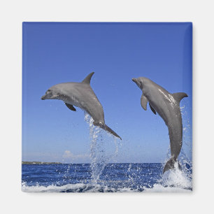 Delfin Delphin, mer grosser Tuemmler, Tursiops 3 Magnet