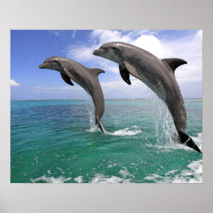 Delfin Delphin, mer grosser Tuemmler, Tursiops 4 Poster