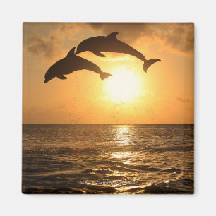 Delfin Delphin, mer grosser Tuemmler, Tursiops Magnet
