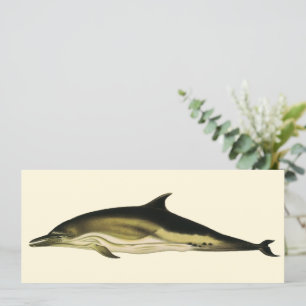 Delfin Delphinus Delphis, Antika Havsdjur