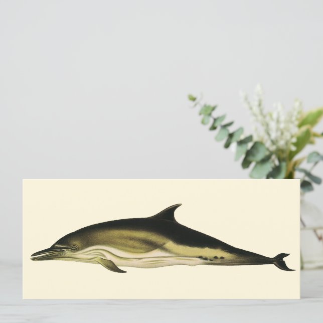 Delfin Delphinus Delphis, Antika Havsdjur (Stående Fram)