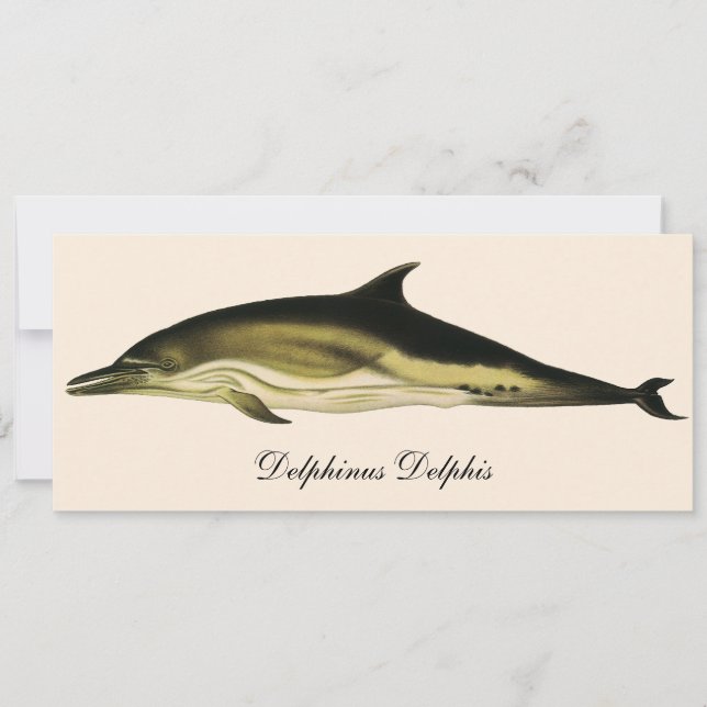 Delfin Delphinus Delphis, Vintage Marina Däggdjur  (Framsida)