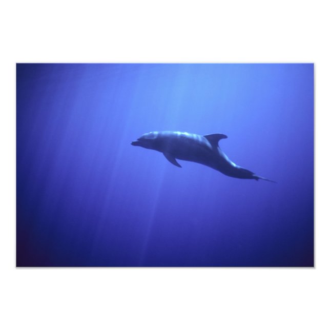 Delfin Fototryck (Framsidan)