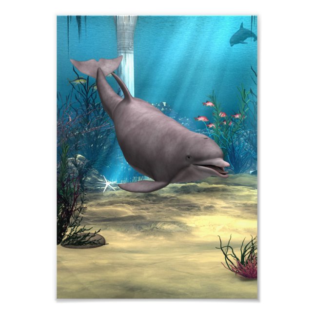 Delfin Fototryck (Framsidan)