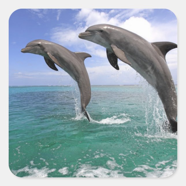 Delfin Fyrkantigt Klistermärke (Framsida)