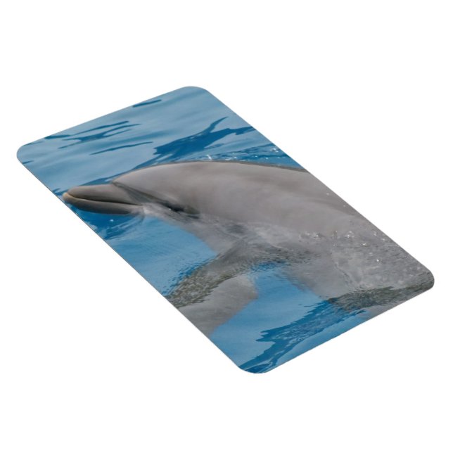 Delfin glider genom klart blått vatten magnet (Högersidan)