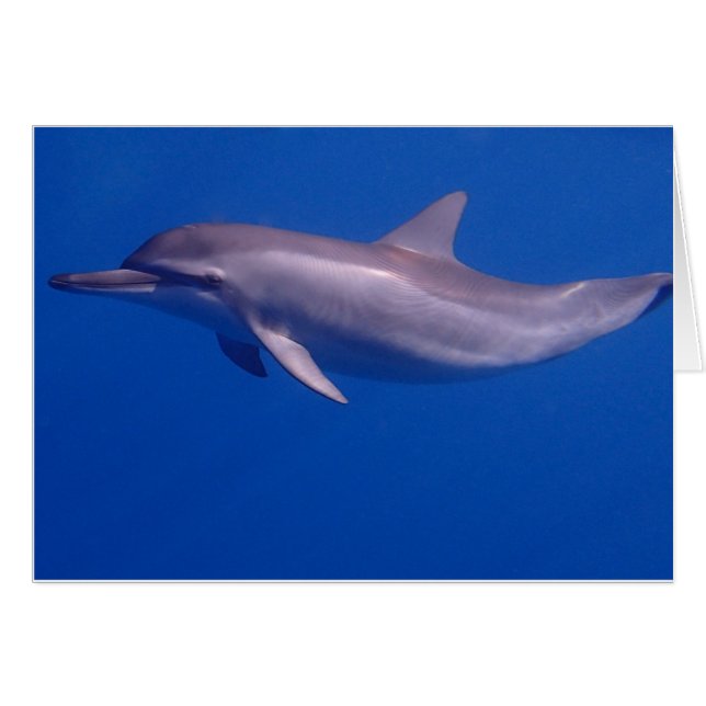 delfin hälsningskort (Framsidan Horizontal)