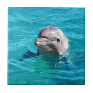 Delfin i blåttvattenfoto kakelplatta