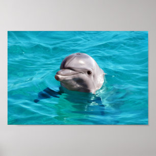 Delfin i blåttvattenfoto poster