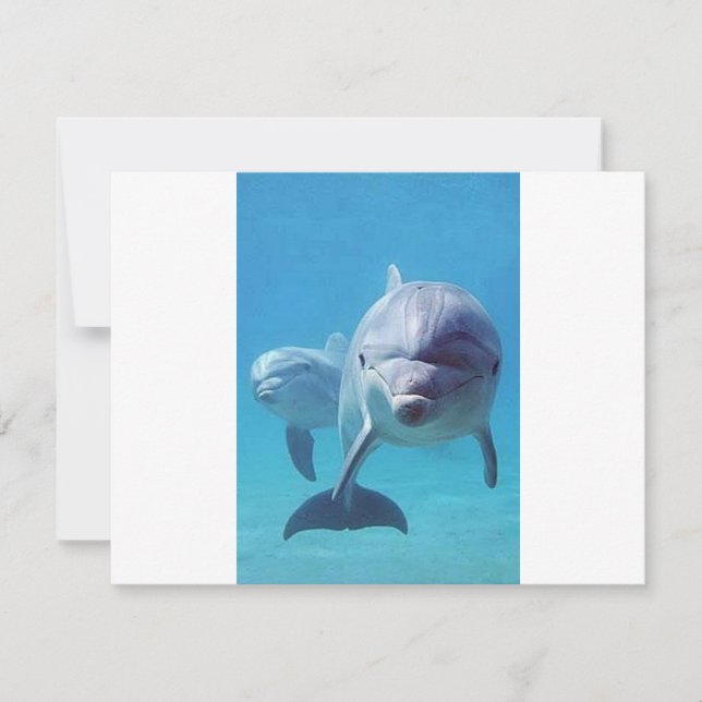 delfin II (Framsida)