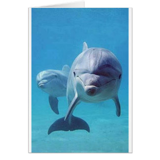 delfin II Hälsningskort