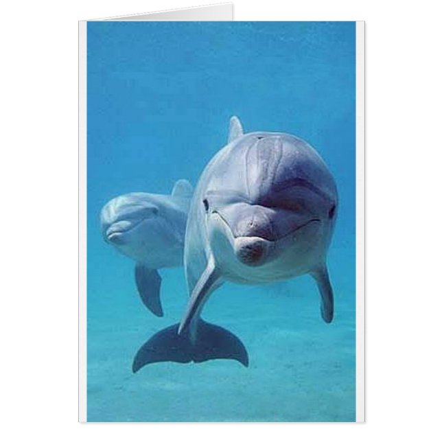 delfin II Hälsningskort (Framsidan)