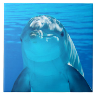 Delfin Kakelplatta