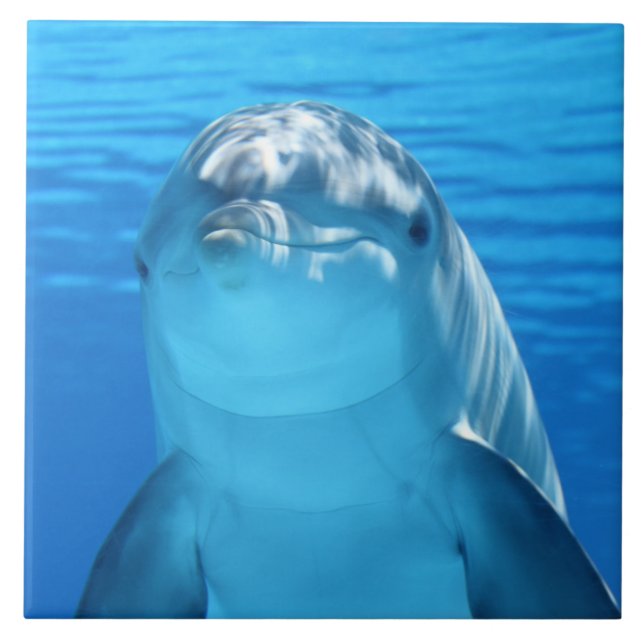 Delfin Kakelplatta (Framsidan)