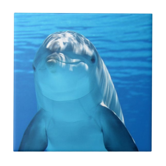 delfin kakelplatta (Framsidan)