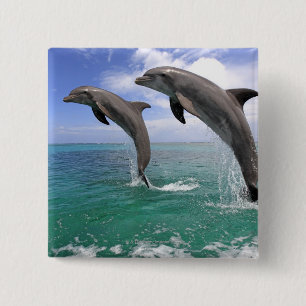 Delfin Knapp