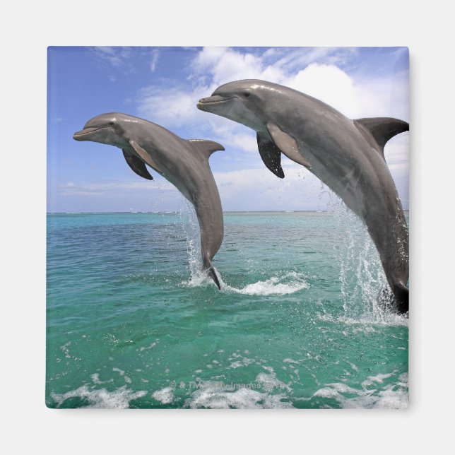 Delfin Magnet (Framsidan)