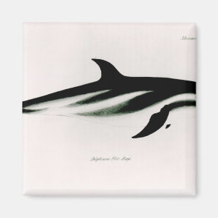 Delfin Magnet