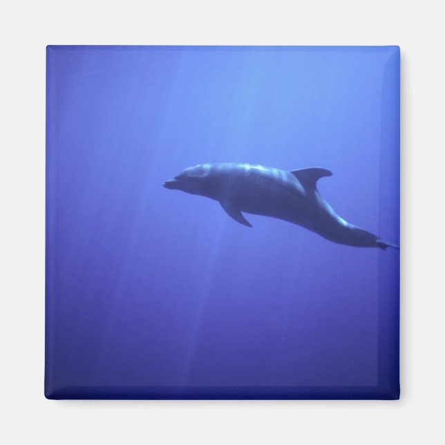 Delfin Magnet (Framsidan)