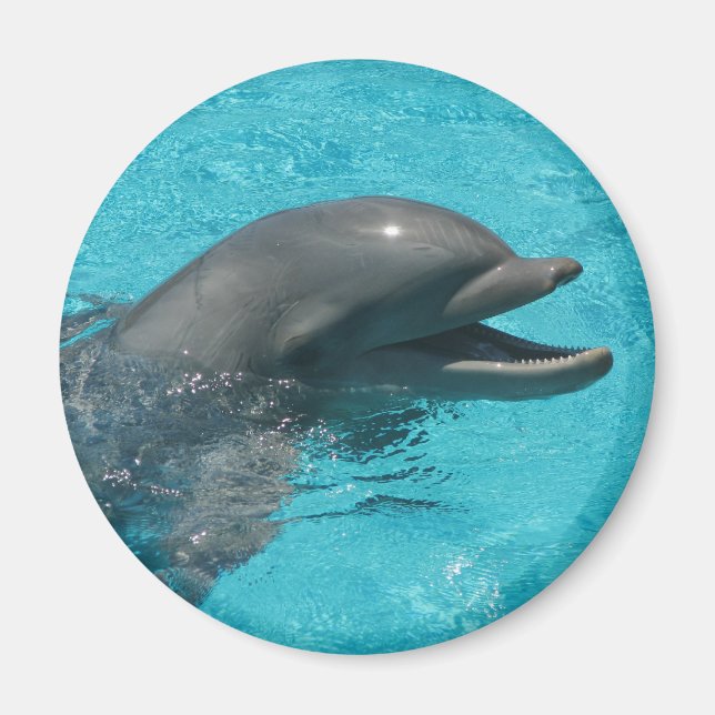 delfin magnet (Framsidan)