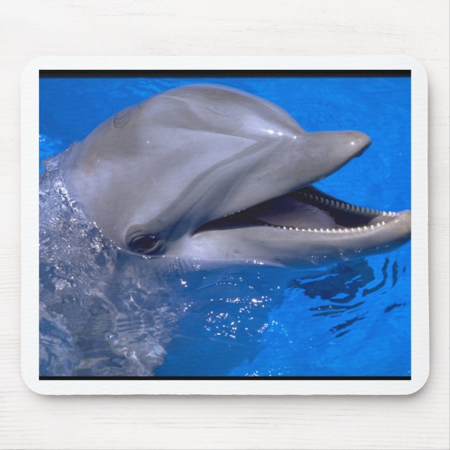 Delfin Musmatta (Framsidan)