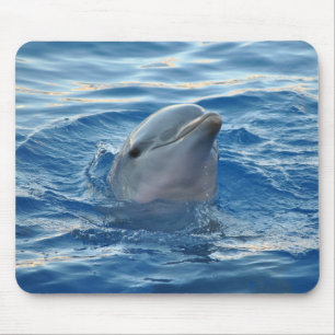 Delfin Musmatta