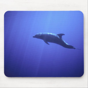 Delfin Musmatta