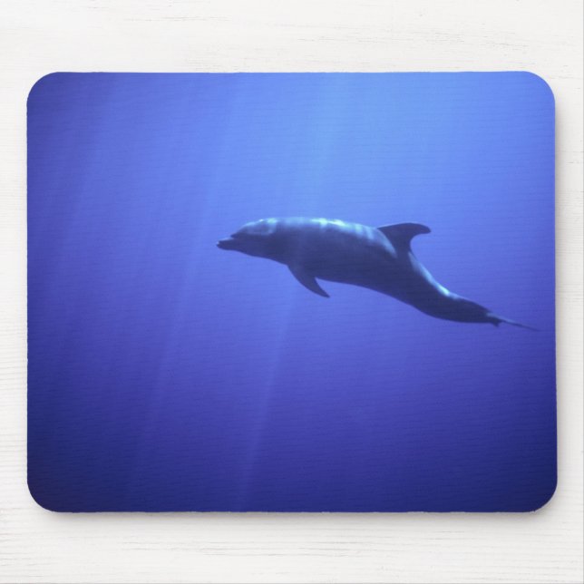 Delfin Musmatta (Framsidan)