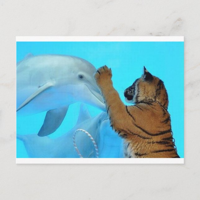 Delfin- och tigermeet vykort (Framsida)